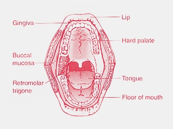 oral cavity