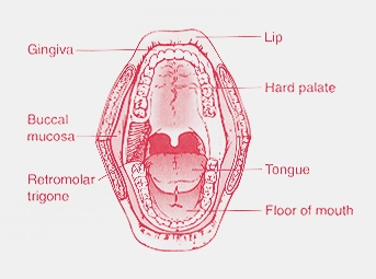 oral cavity